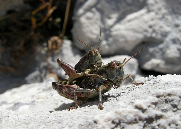 Italopodisma cf. trapezoidalis trapezoidalis